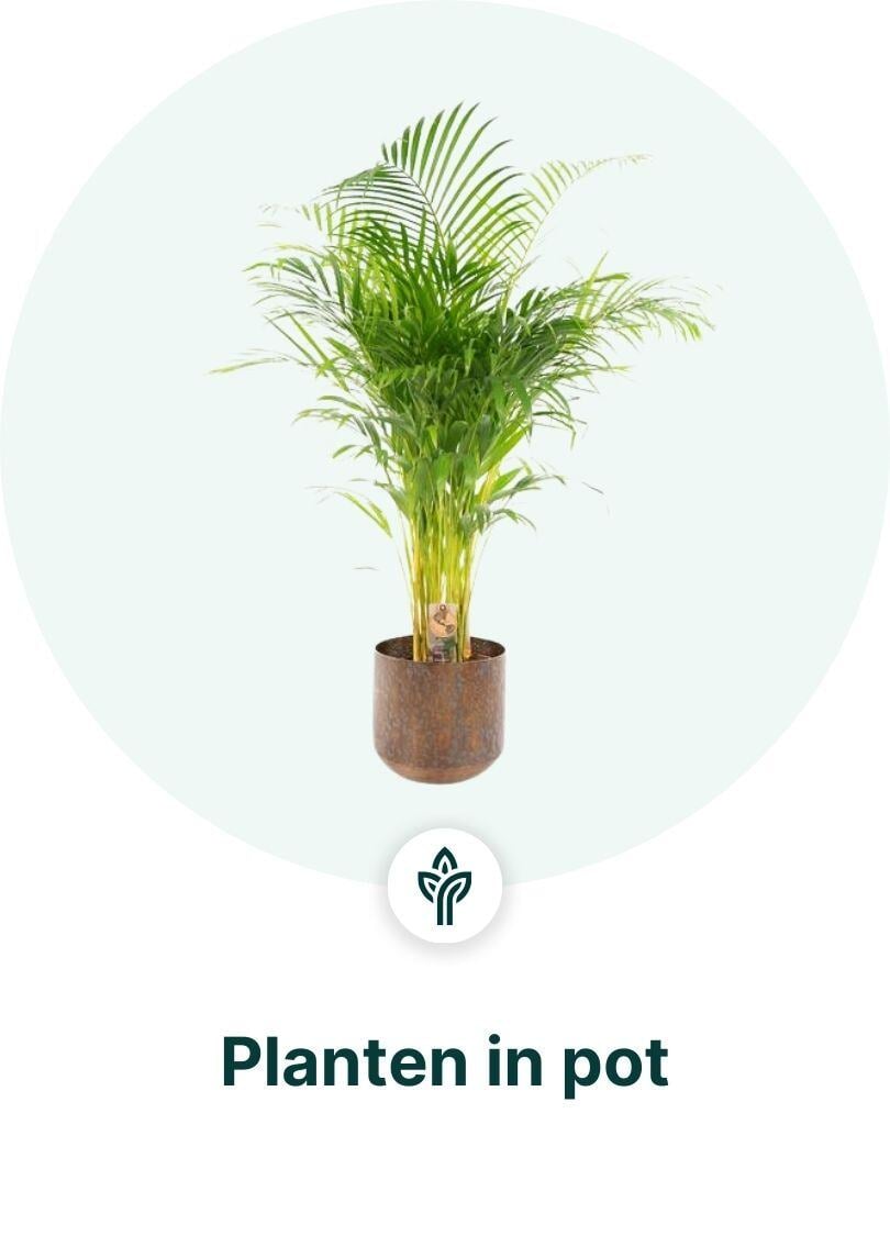 Kamerplanten in pot