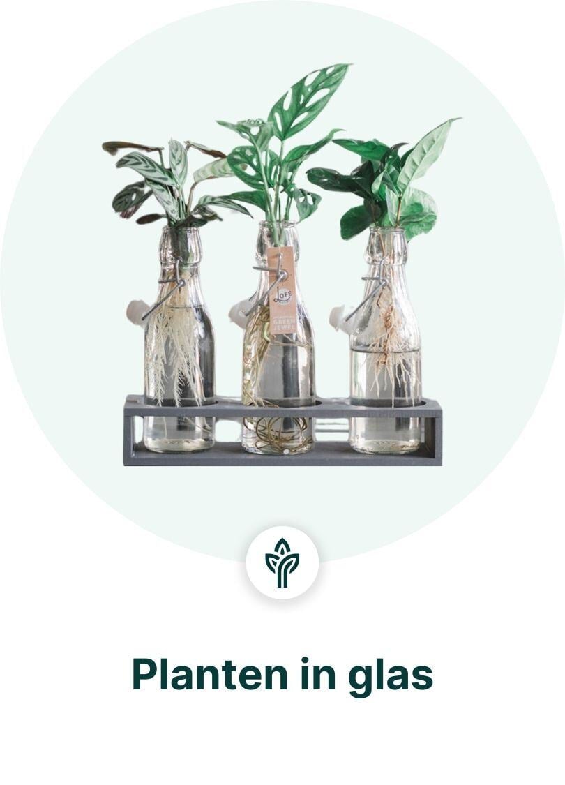 Pflanzen in Glas Dropshipping