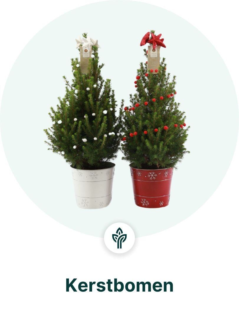 Kerstbomen dropshippen