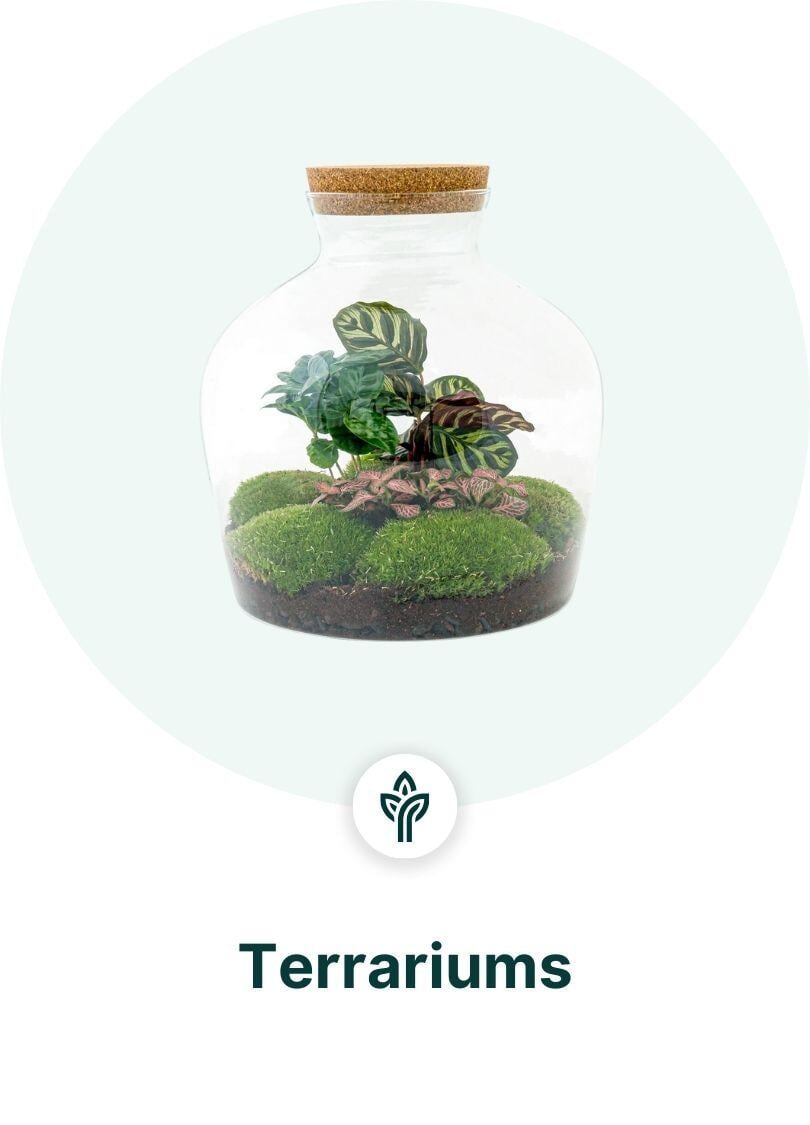 Terrariums Dropshippen