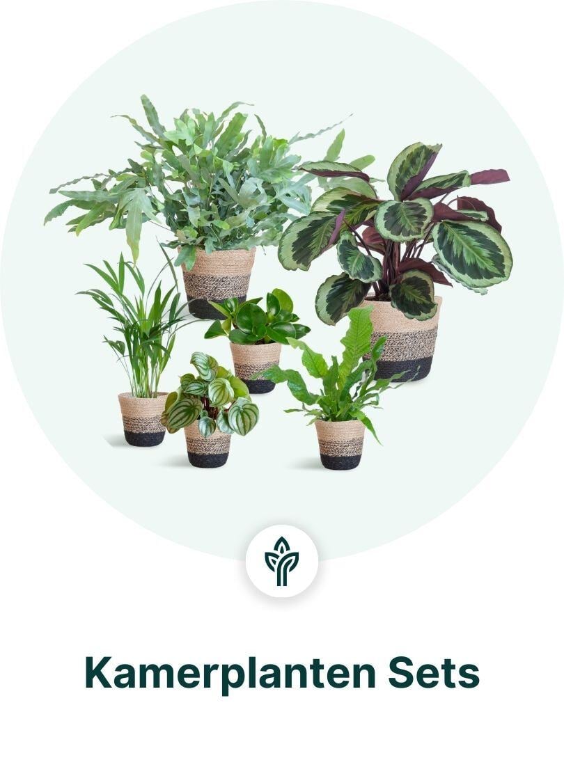 Kamerplanten Sets Dropshippen