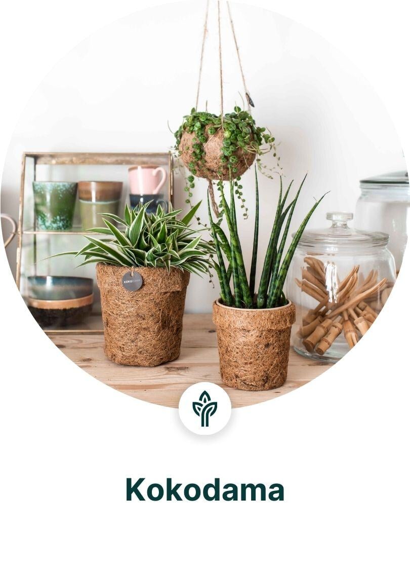 Kokodama dropshipping