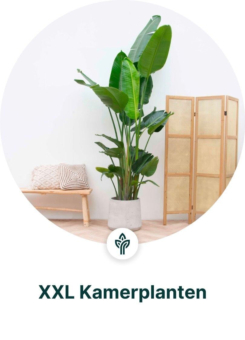 XXL Kamerplanten dropshippen