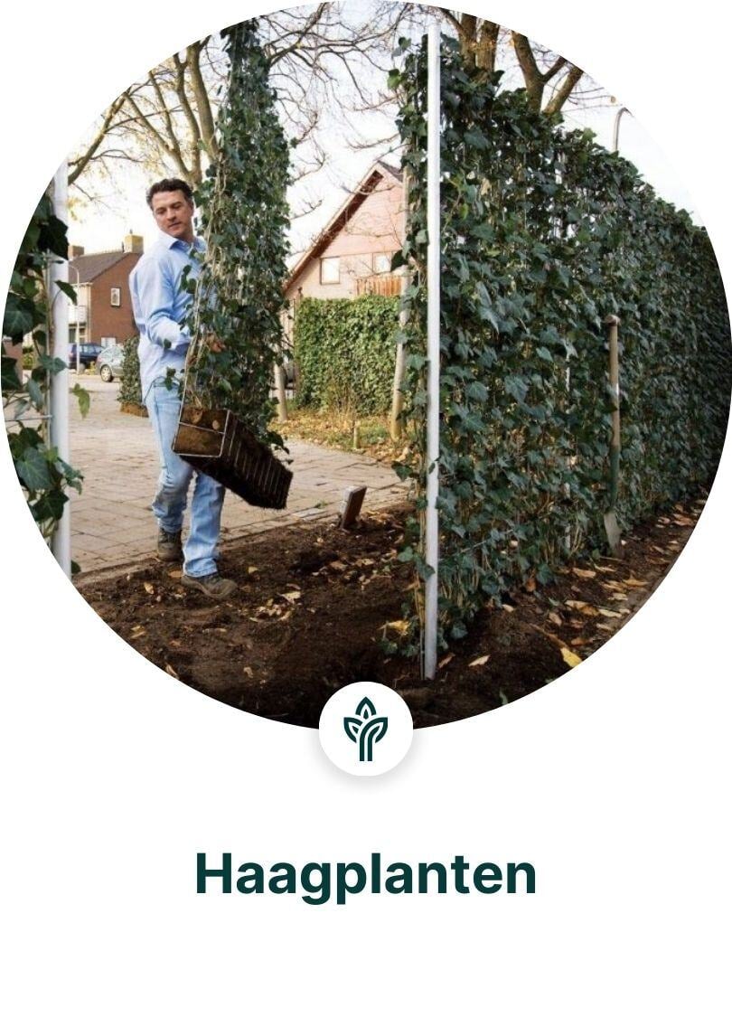 Haagplanten dropshippen