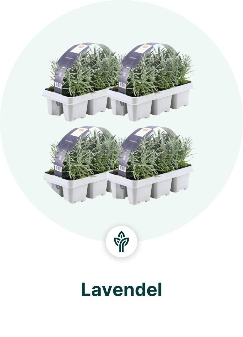 Lavendel Dropshippen